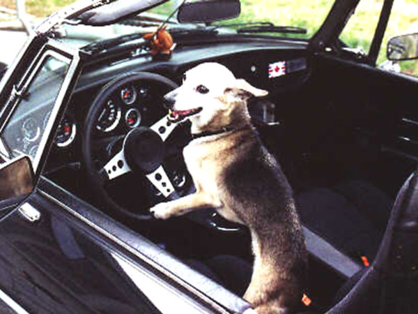 Carol Harvey: Libby driving Martyn's MGB-V8